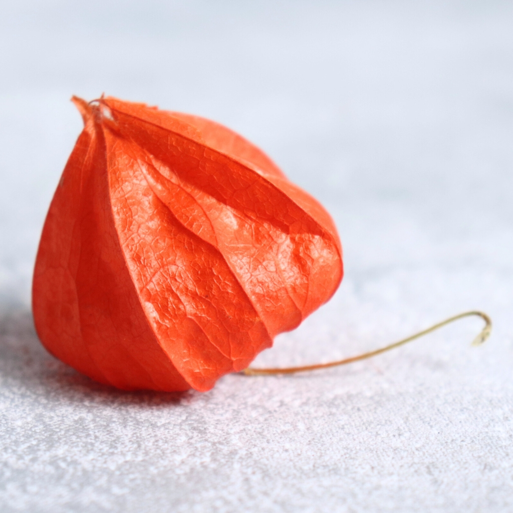 Dekorační box s přírodní sušenou mochyní (Physalis) – oranžové lampionky pro podzimní aranžmá